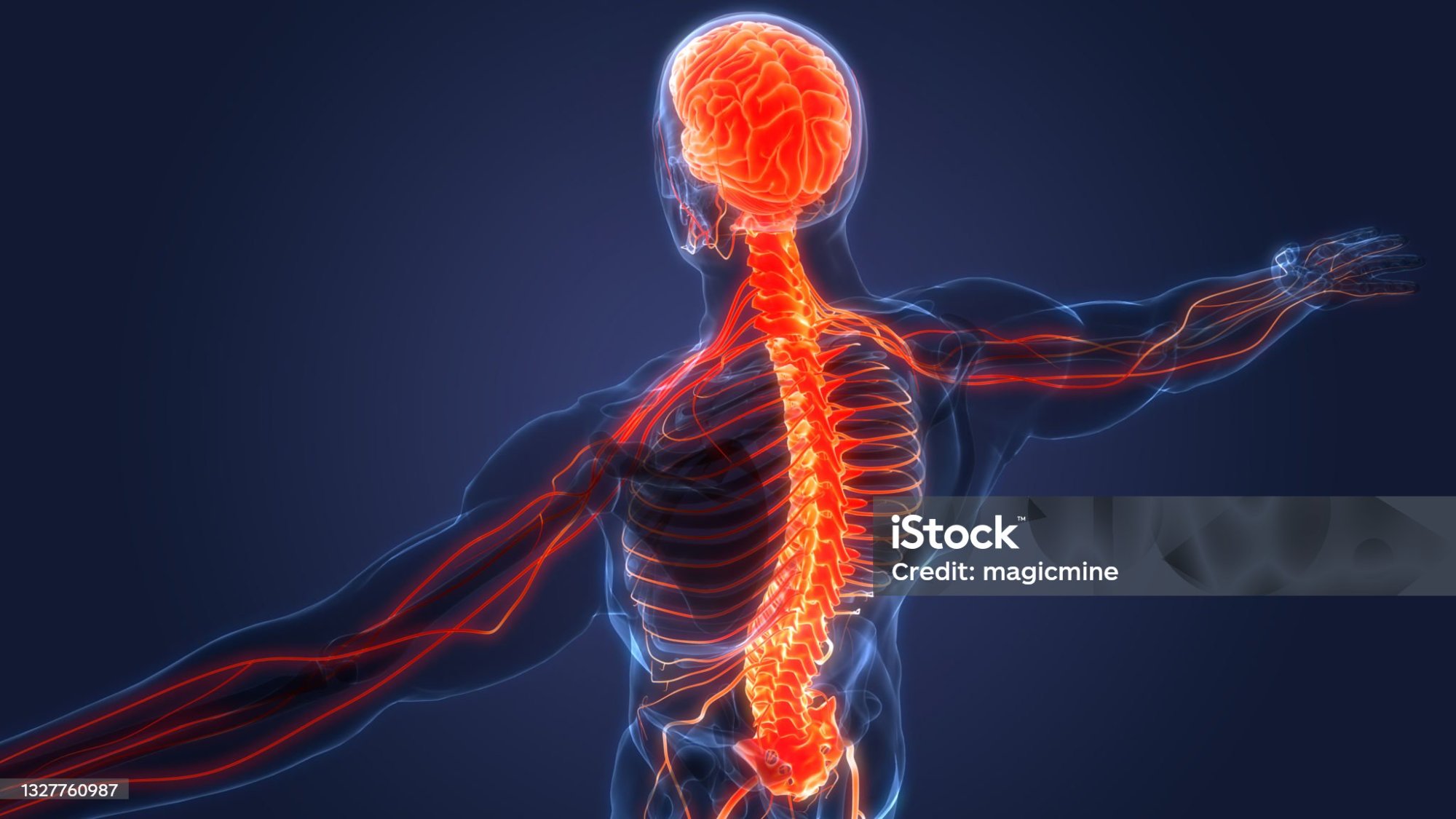 Spinal nervous system chiropractic care illustration - Absolute Wellness Peoria IL